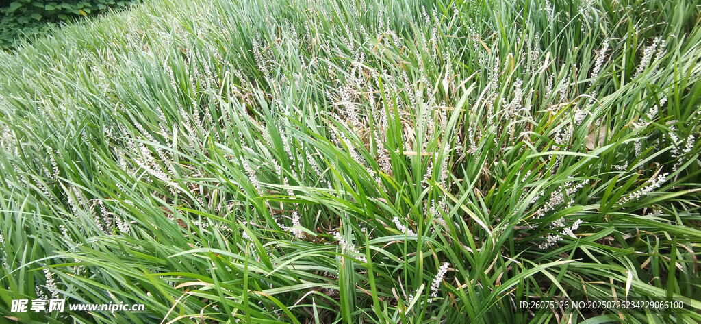 翠绿茂盛的植物