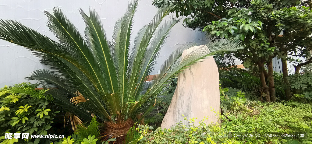 绿植环绕的白色景观石