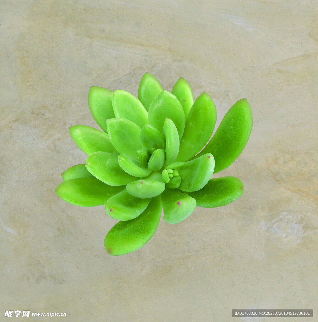 翠绿多肉植物特写
