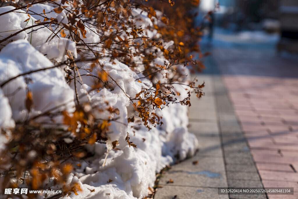雪覆枯叶的冬日街景
