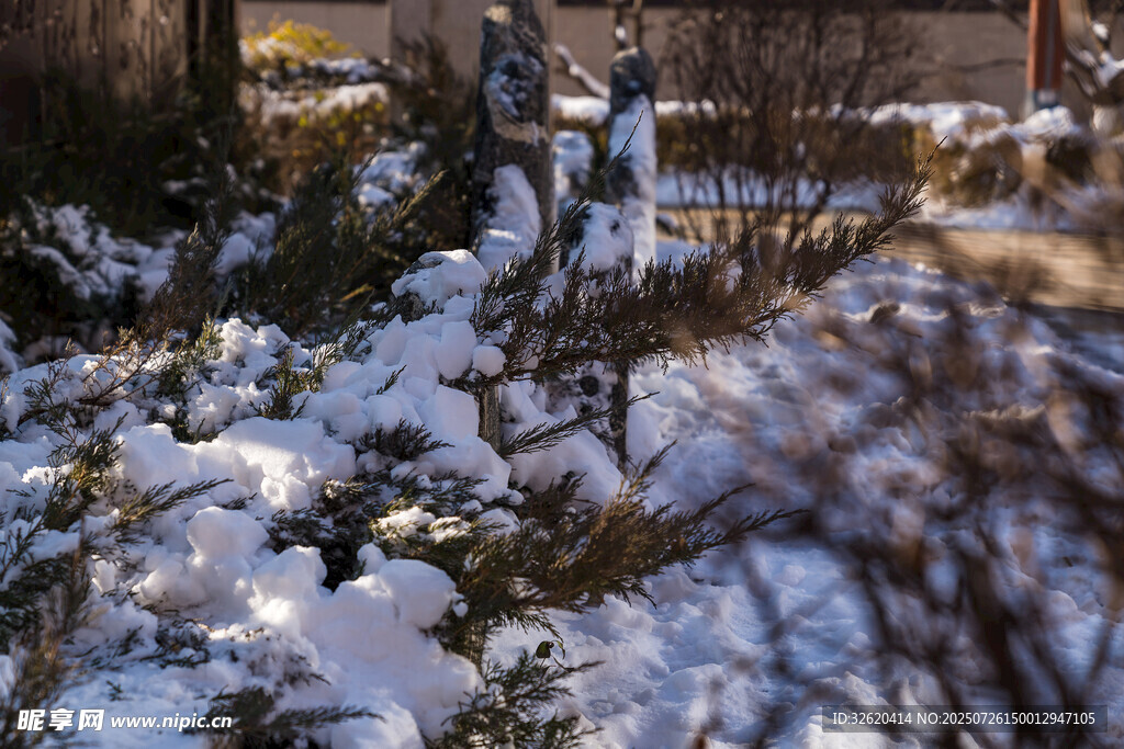 冬日雪景中的植物景观