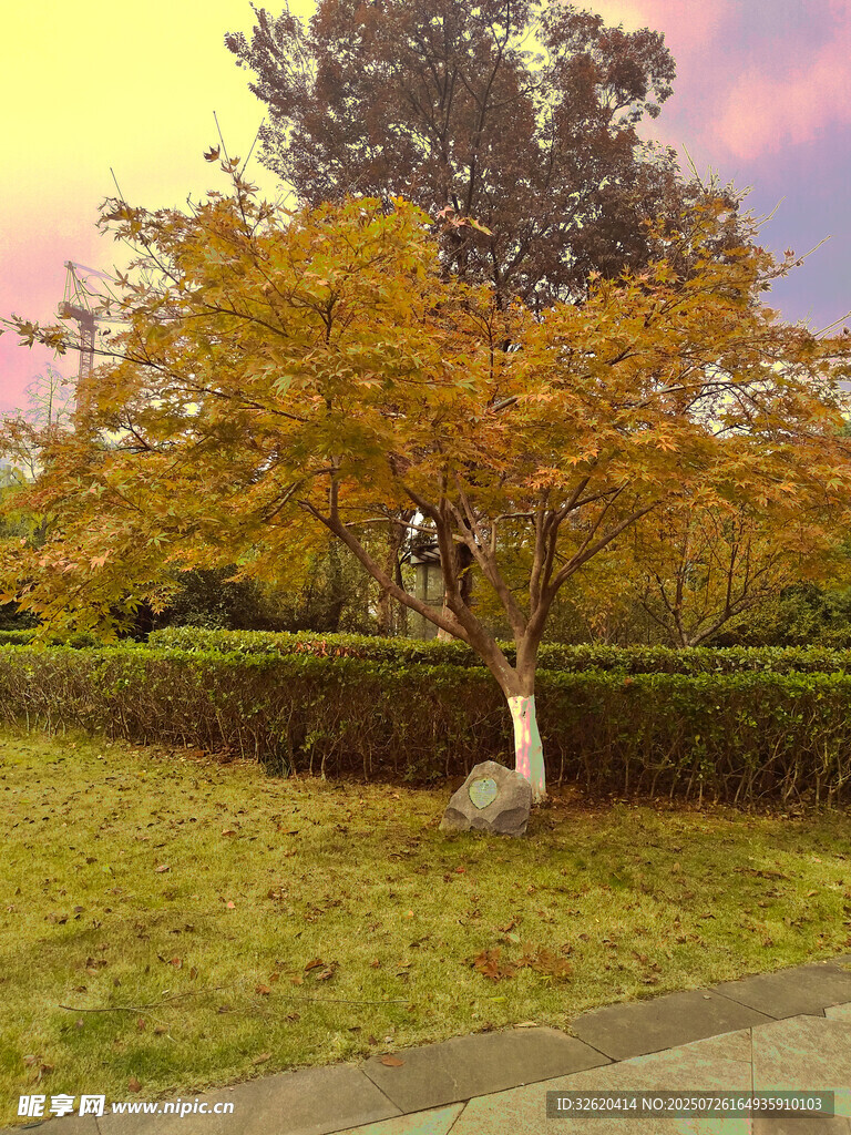 秋日黄昏下的树木与草地
