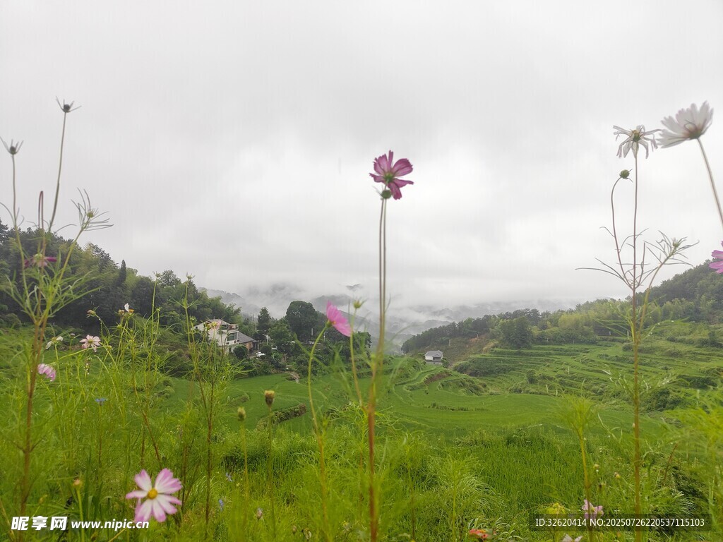 山间草地绽放的美丽小花