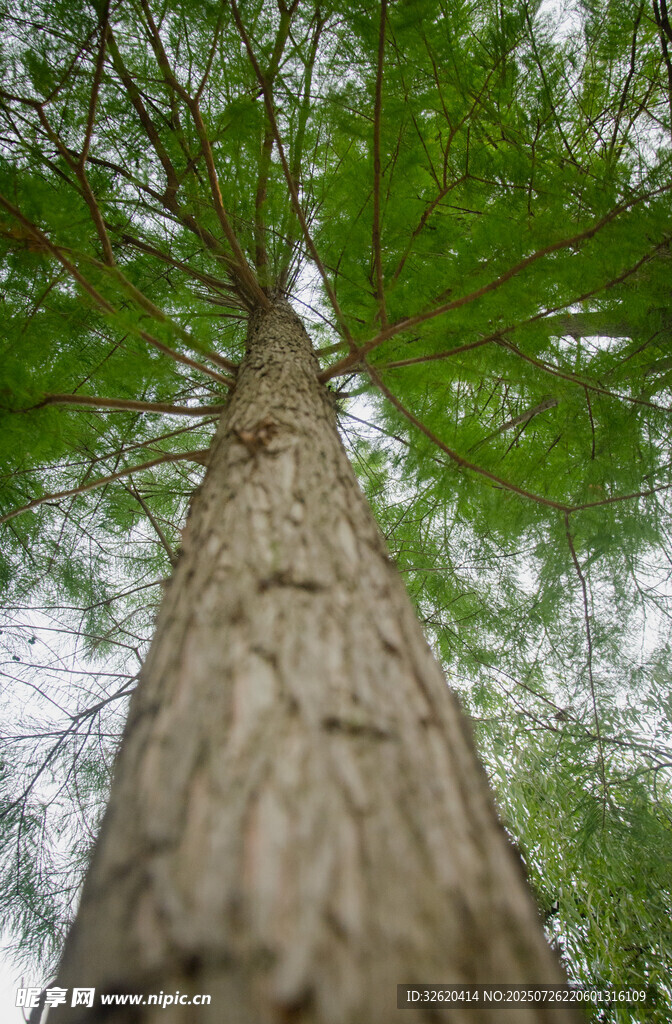 仰视挺拔高耸的参天大树