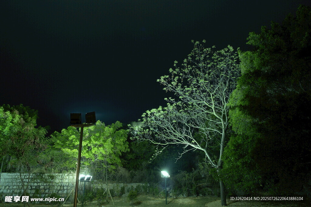 夜晚林间灯光景象