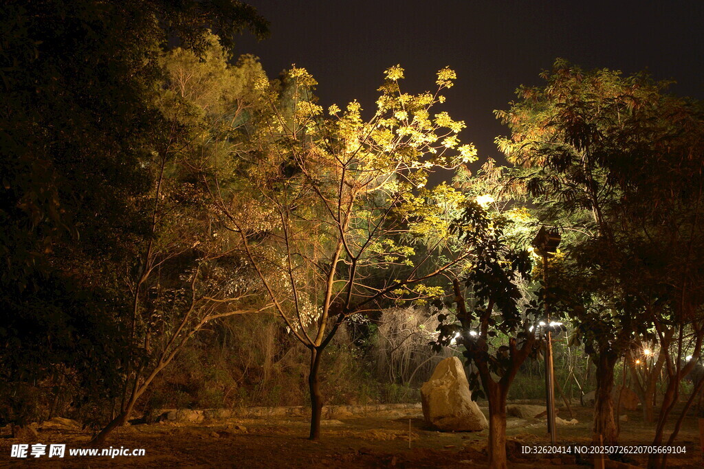 夜晚树林中的灯光美景