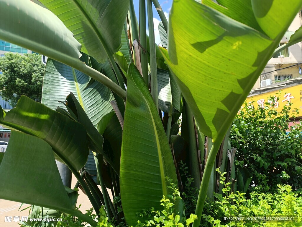 翠绿芭蕉叶