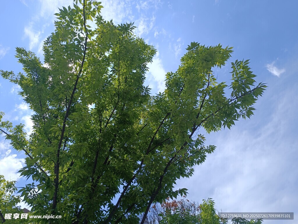蓝天映衬下的葱郁绿树