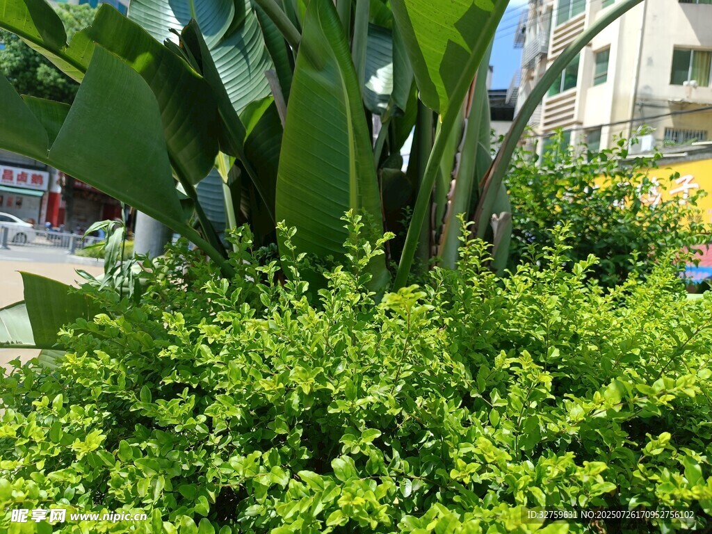 街头翠绿繁茂的绿植景观