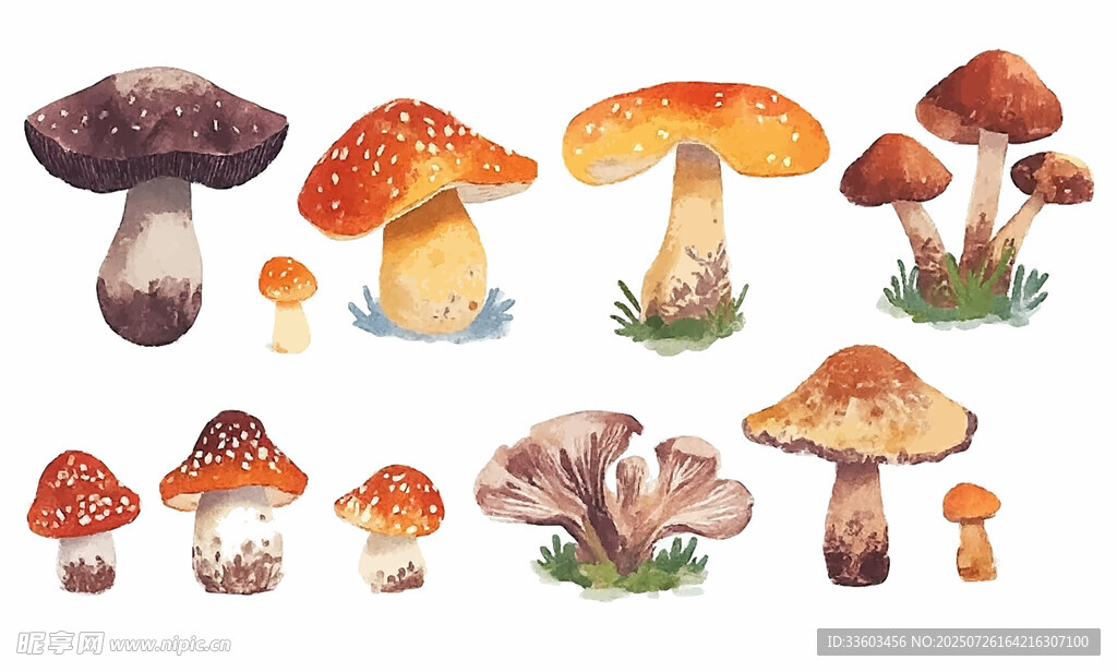多彩蘑菇插画集合