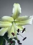 百合花