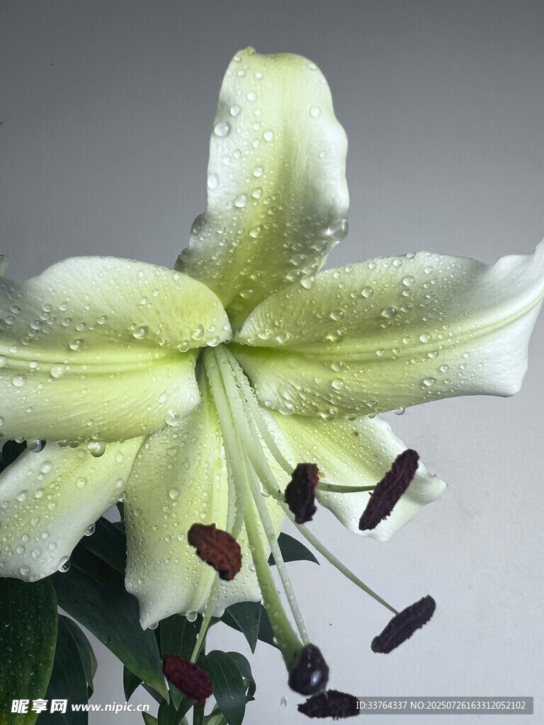 百合花