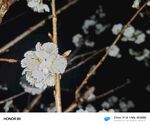 洁白花朵绽放枝头