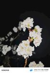 洁白樱花绽放枝头