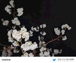 夜下绽放的洁白花枝