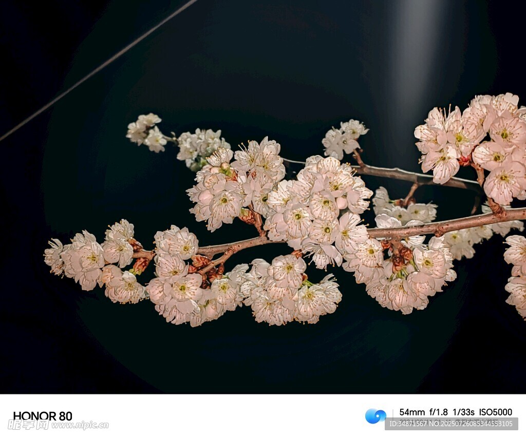 唯美绽放的粉色花枝