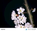 夜下绽放的洁白樱花