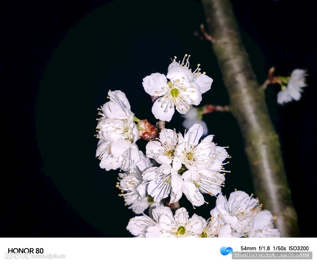 夜下绽放的洁白樱花