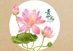 中式荷花插画