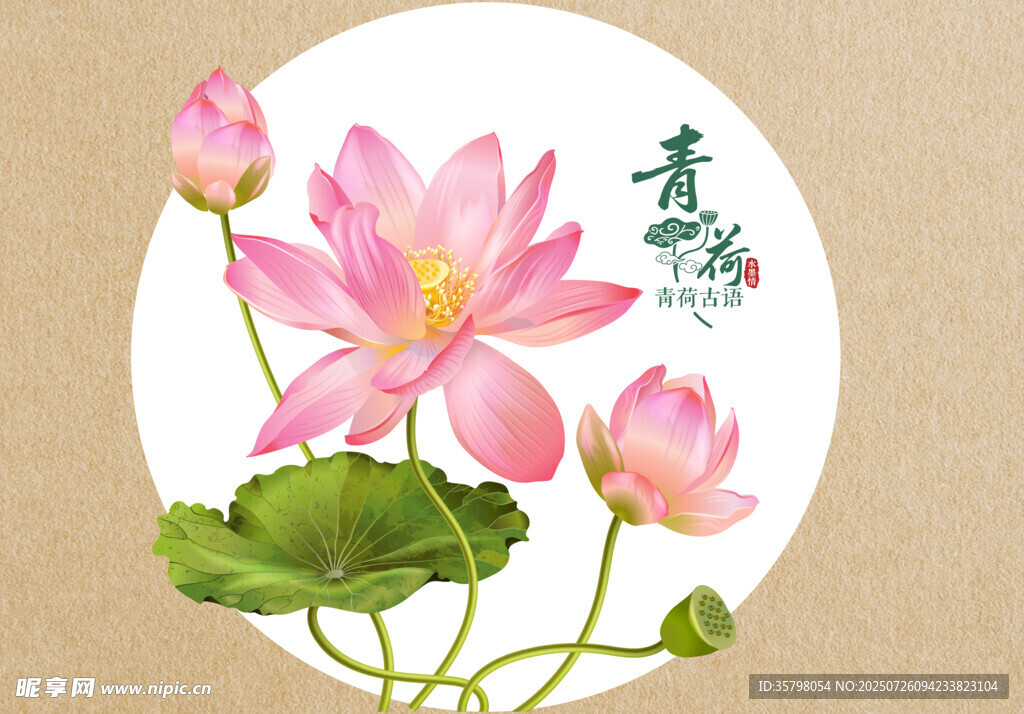 中式荷花插画