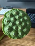 新鲜莲蓬特写