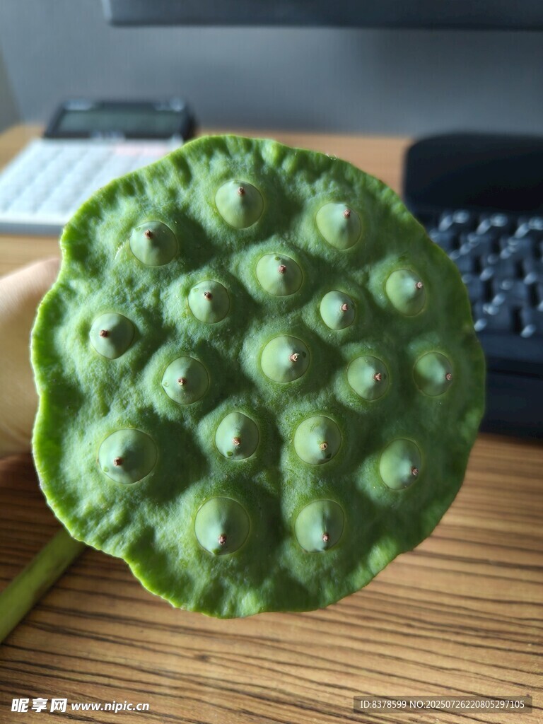 新鲜莲蓬特写