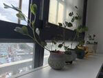 窗台上的绿植盆栽