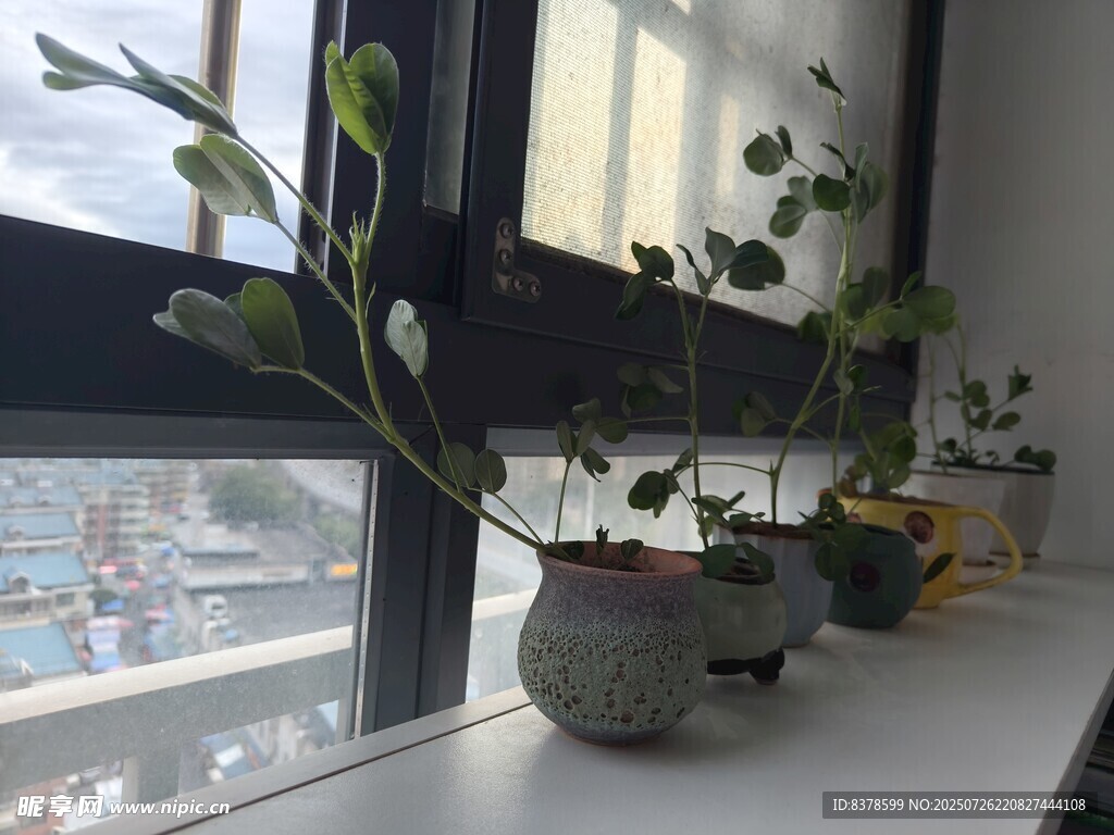 窗台上的绿植盆栽