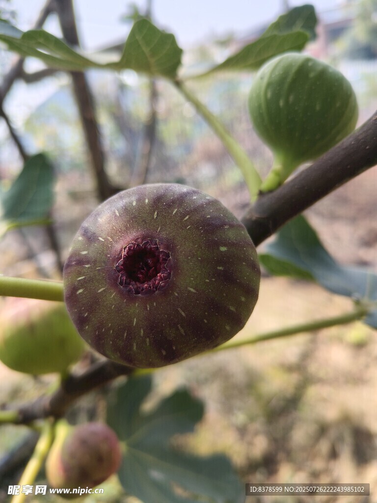枝头的无花果