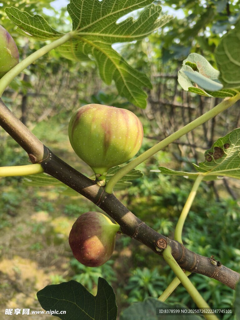 枝头的无花果果实