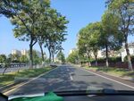 车内视角的林荫道路