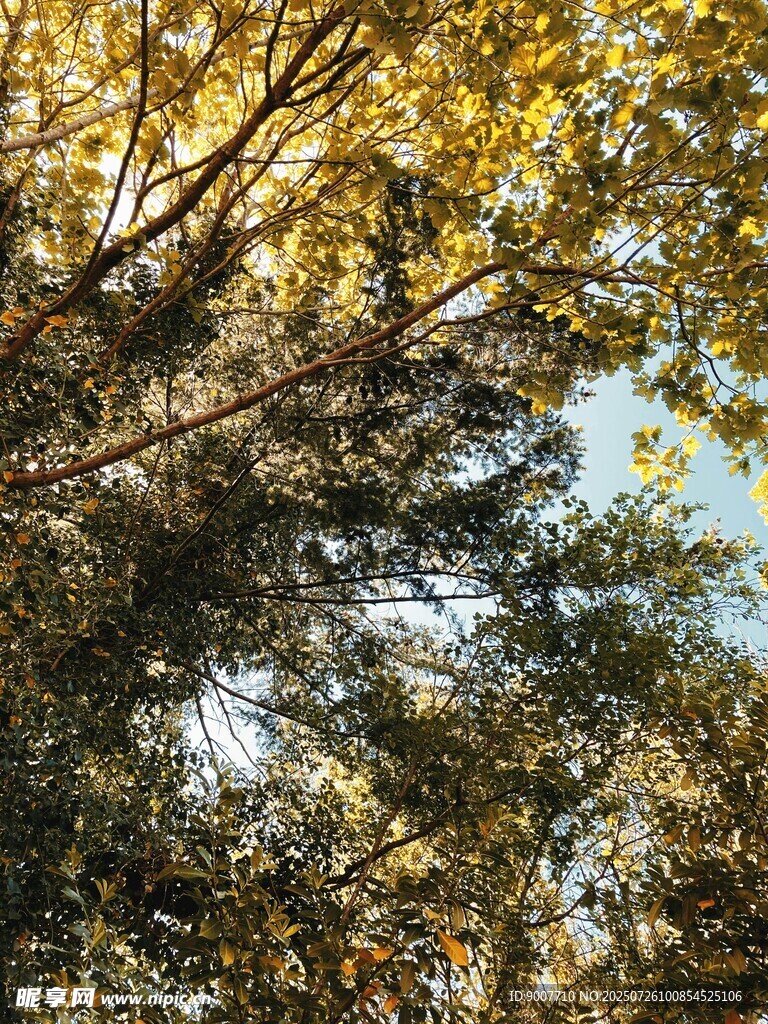 秋日林间树梢美景