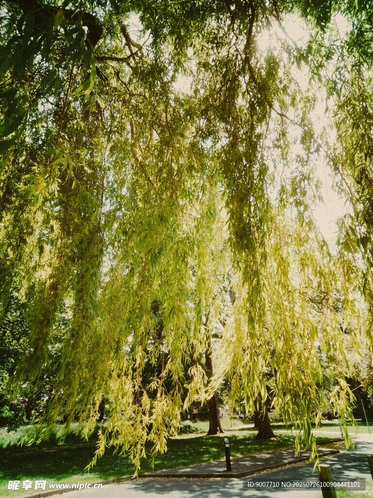 春日垂柳下的静谧小路