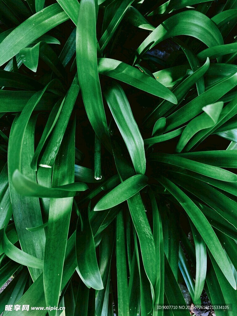 翠绿舒展的长条状植物叶片