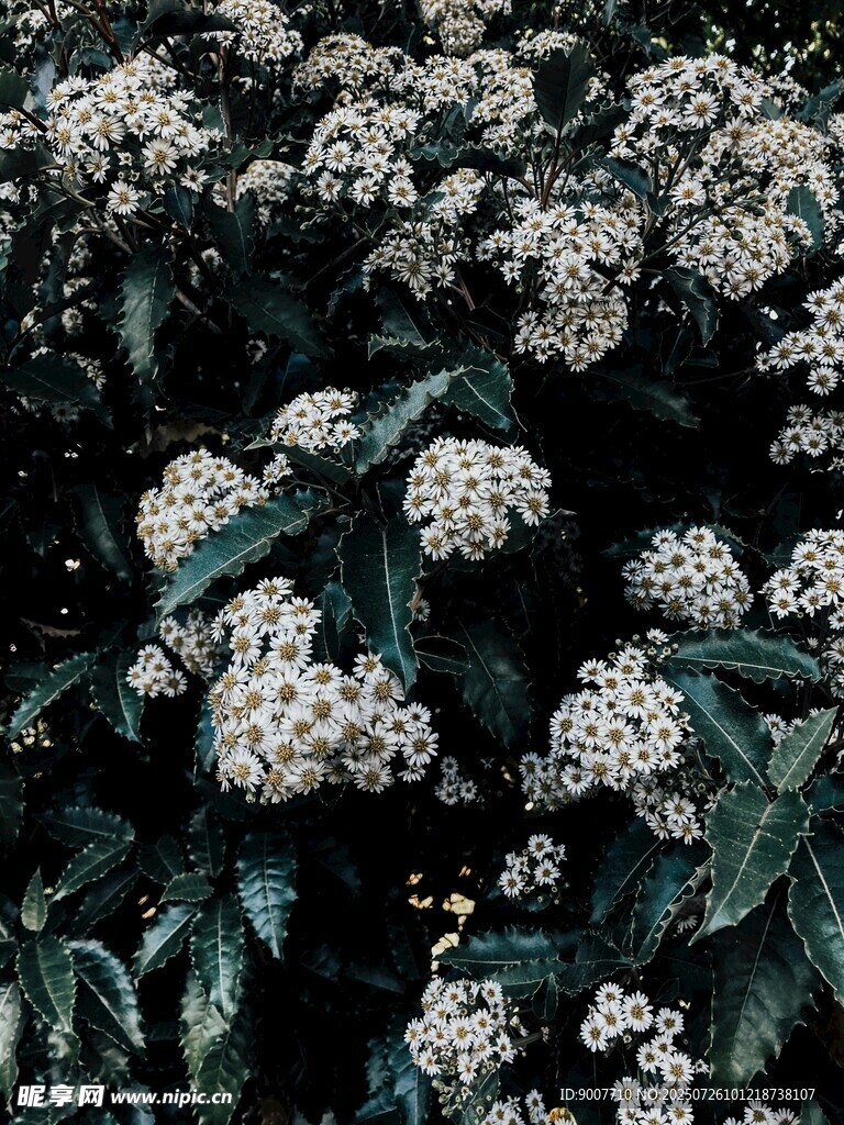 繁茂白花绿植景观