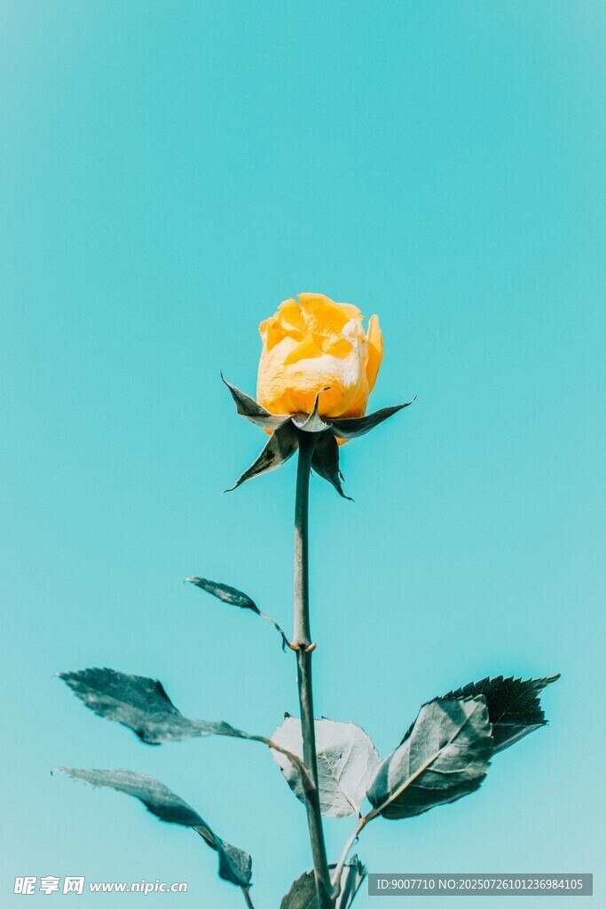 蓝天下的独枝黄玫瑰