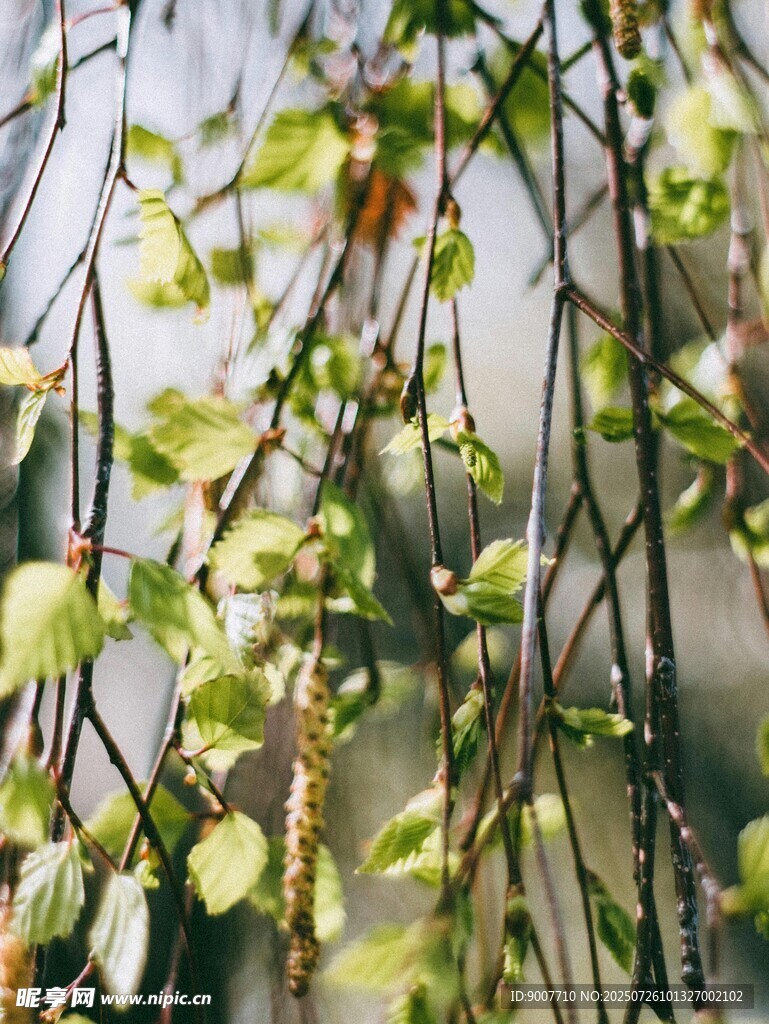 嫩绿垂枝植物特写