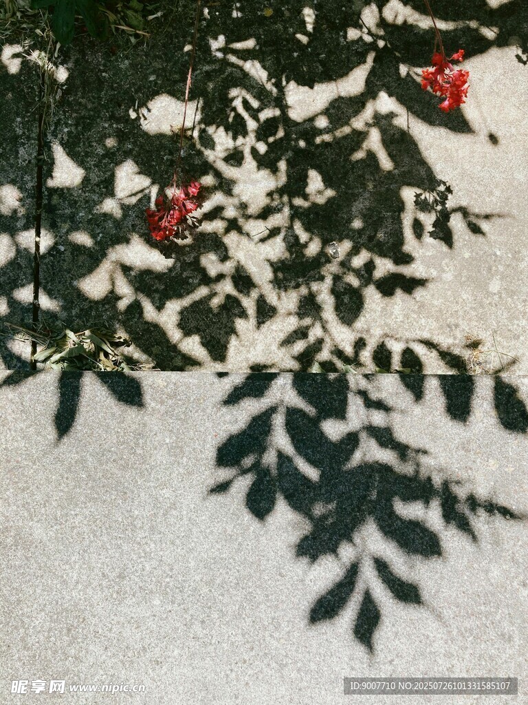 雪中红果与绿叶
