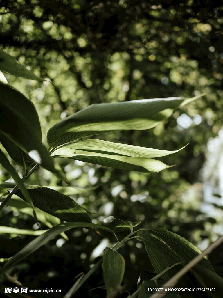 阳光下的翠绿叶片