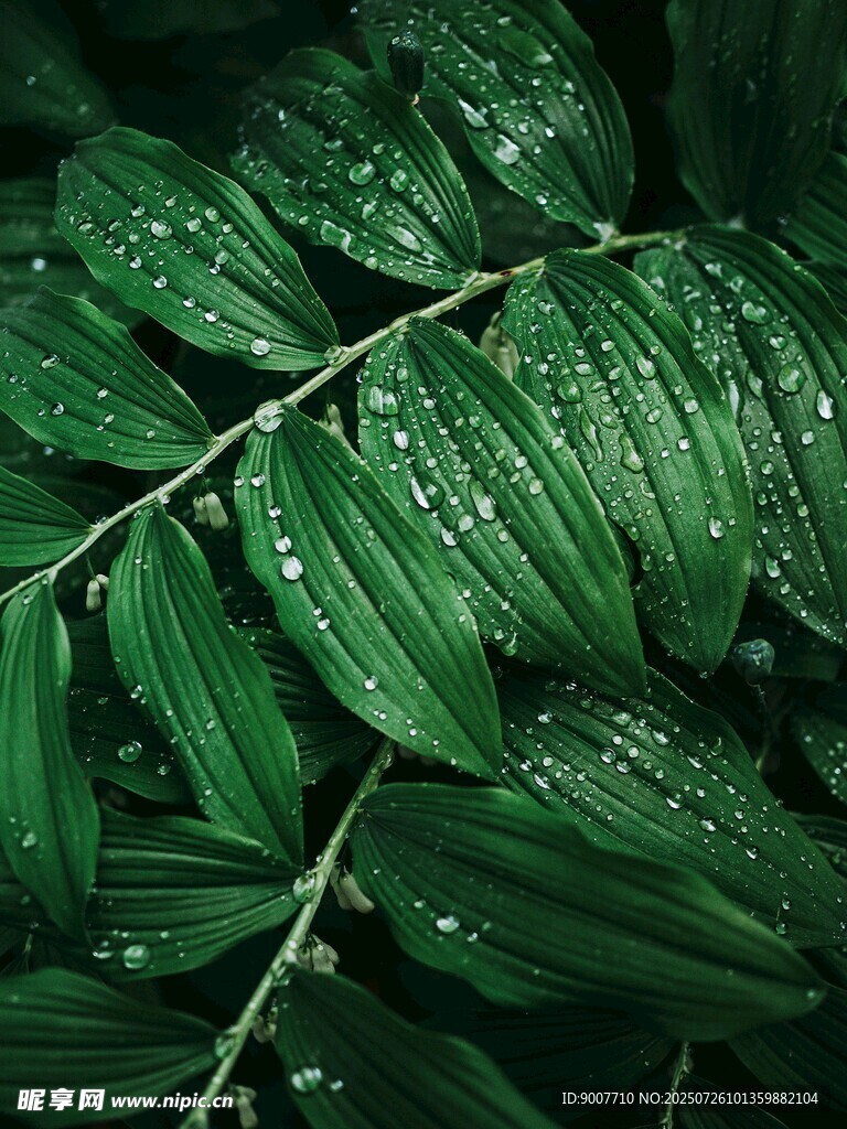带水珠的翠绿叶片