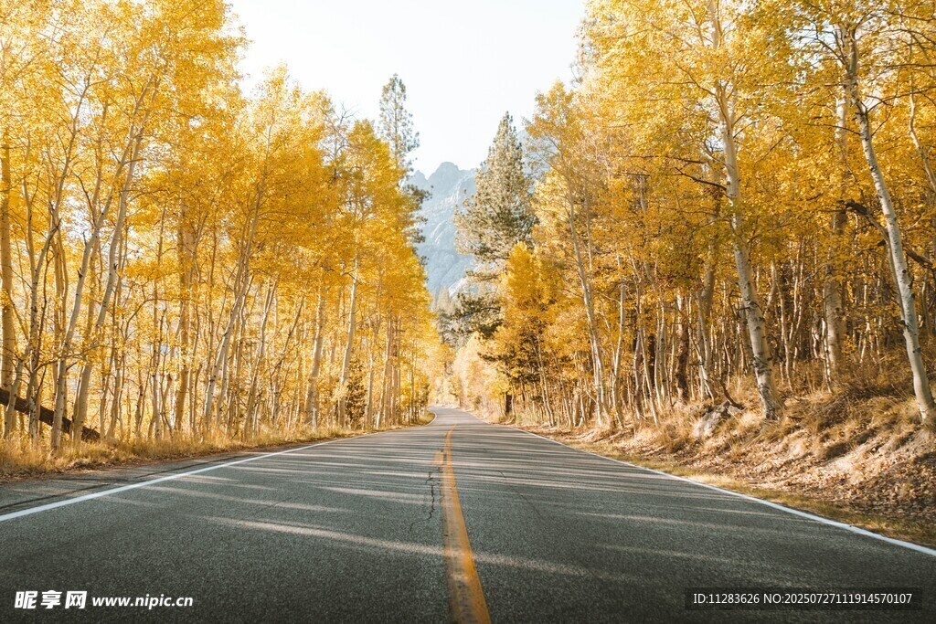 秋日林间公路美景