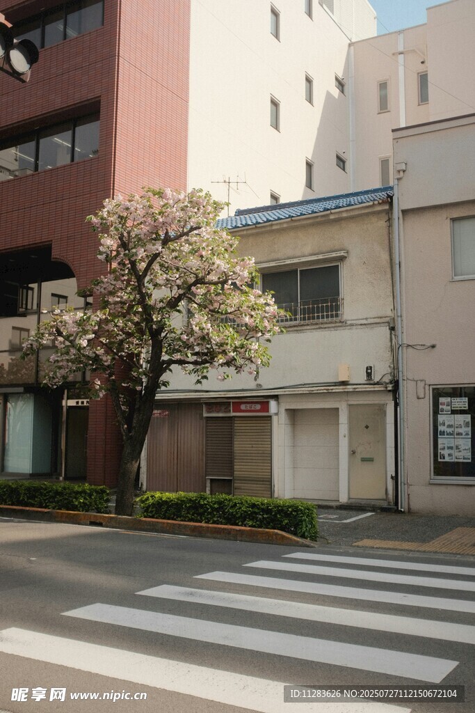 街道旁绽放的树木与建筑