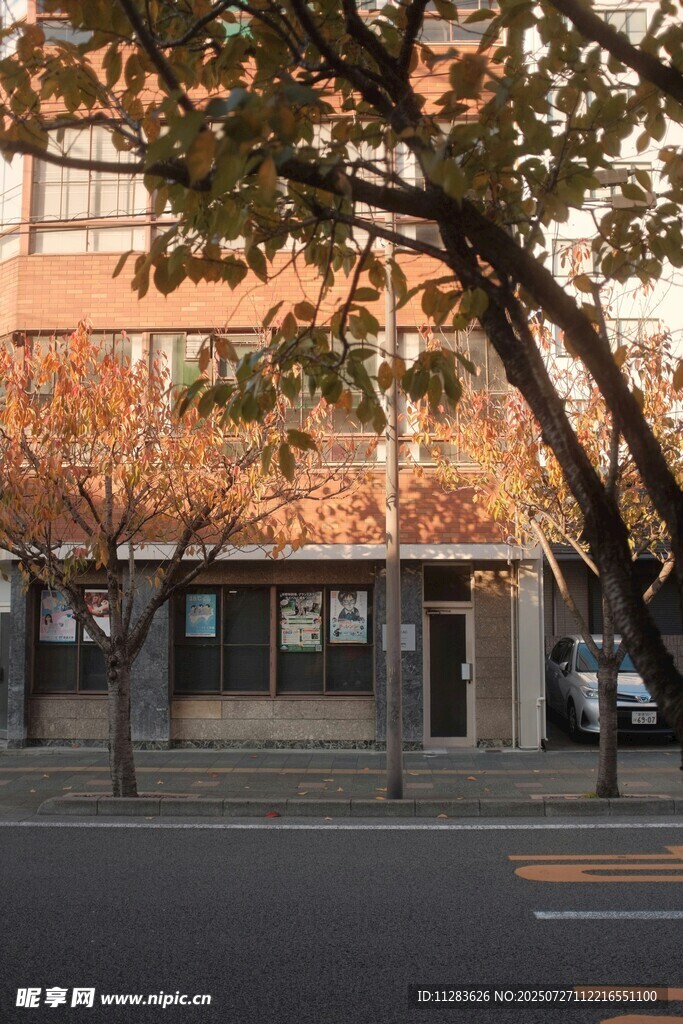 秋日街边建筑与树木景观