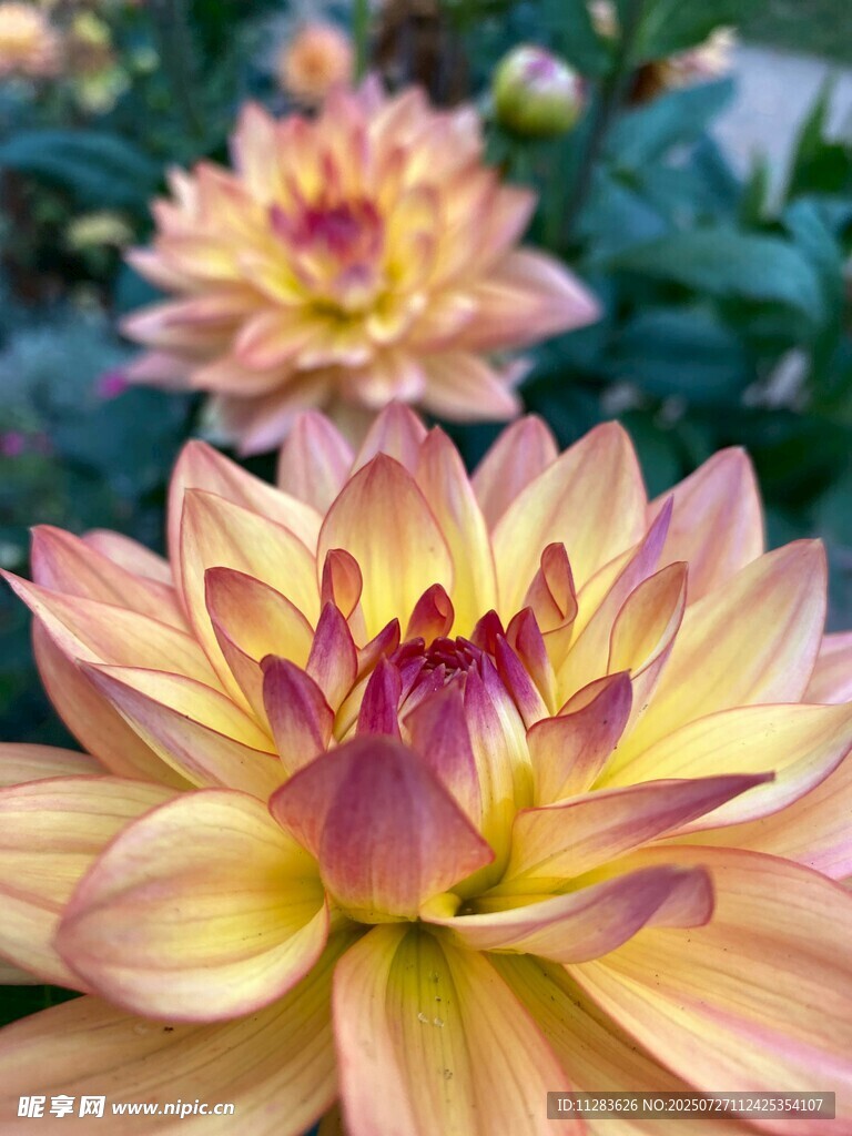 娇艳大丽花绽放