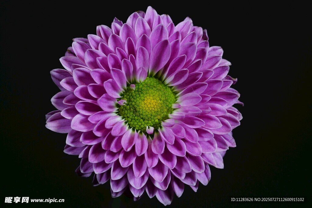 紫色菊花特写