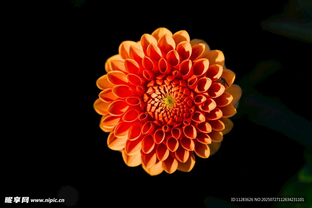 橙红色大丽花特写