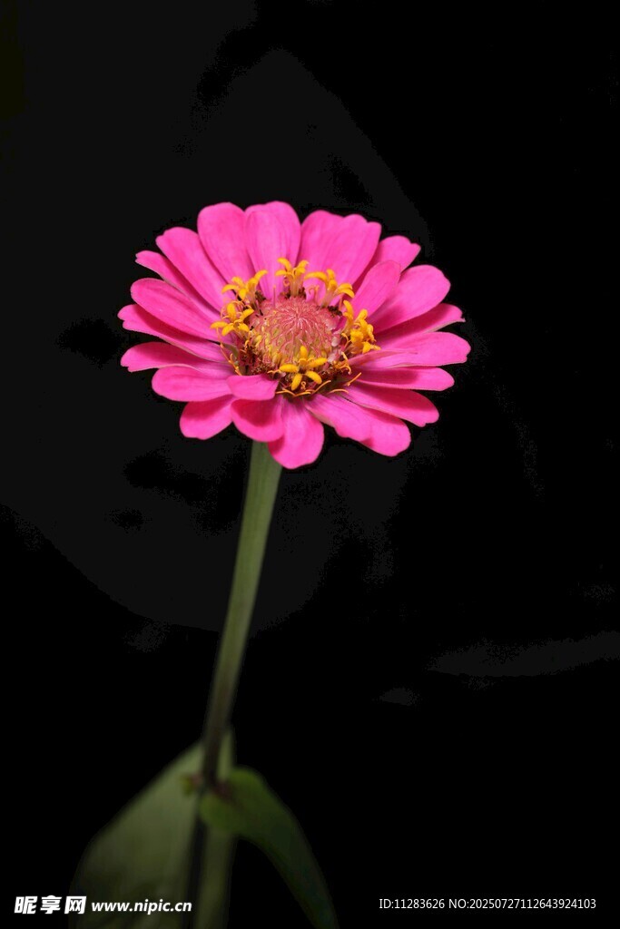 娇艳粉色菊花