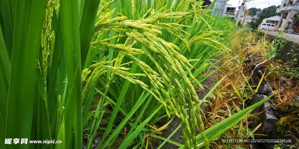 金黄稻田边的翠绿植物
