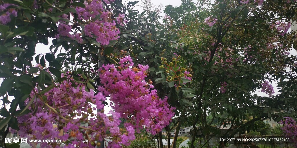 烂漫紫花绽于绿树间
