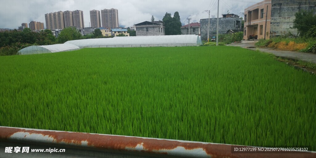 翠绿稻田与远处建筑景观